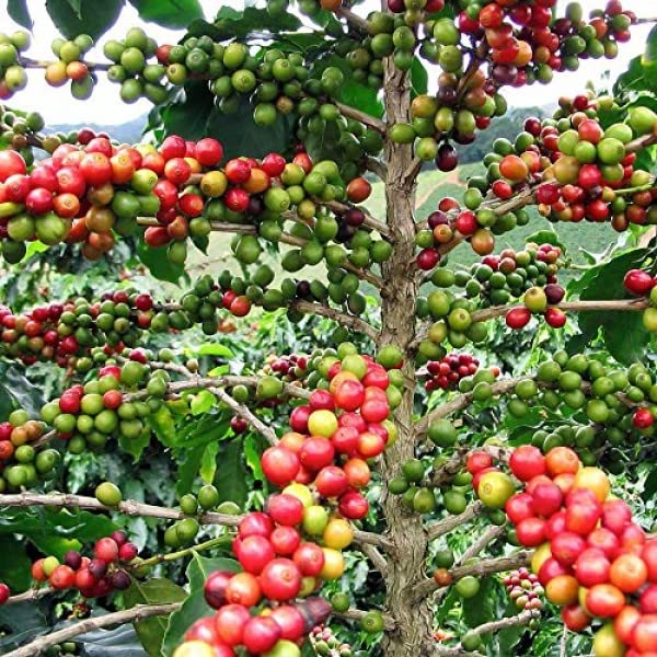Brickhouse 100% Colombian Whole Bean Coffee, Medium Roast, 5 lb