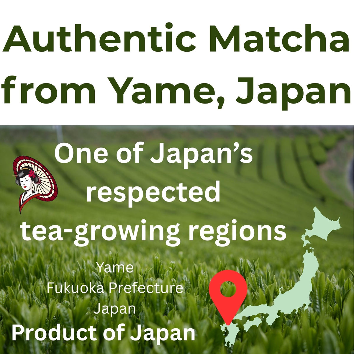 Japanese Culinary Matcha Powder from Yame, Japan, 1kg–20kg